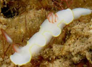 Photo: O. Lederman ; See note in the Sea Slug Forum